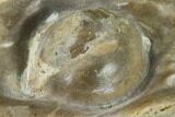 Fossil Oyster (Inocerasmus) Shell Section With Pearls - Kansas #114033-3